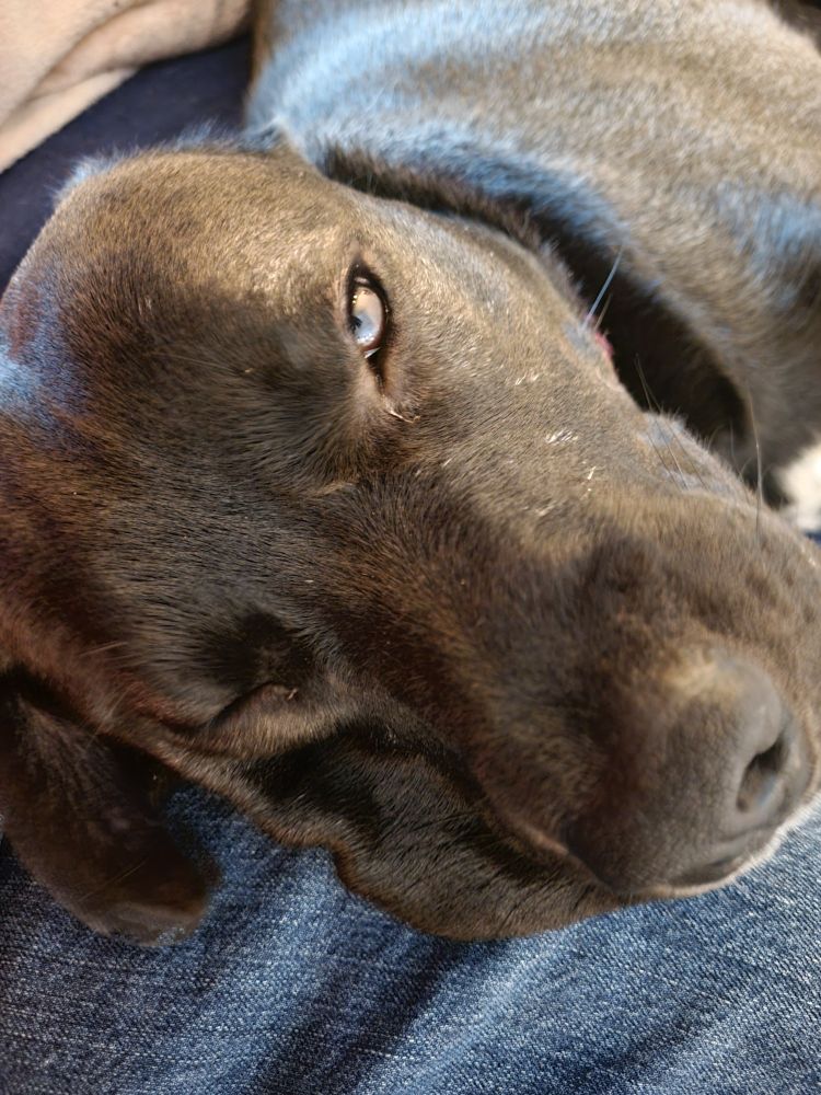 A sleepy puppotamus on my lap on the couch