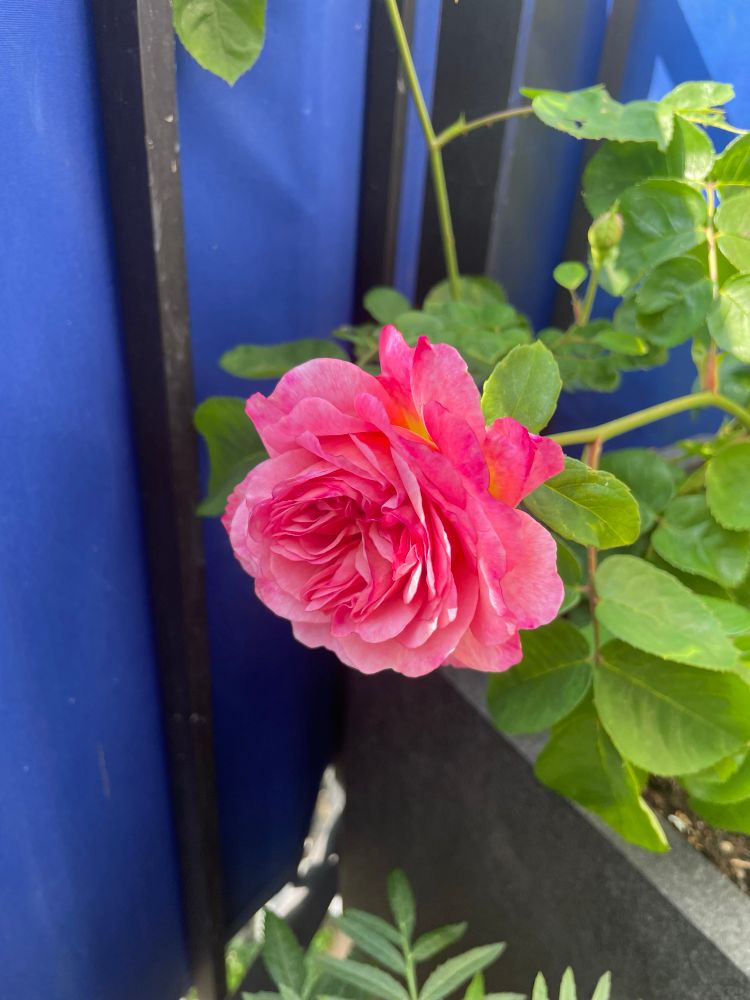 A photo of a bright pink rose against a backdrop of green leaves, and a blue balcony cover. 