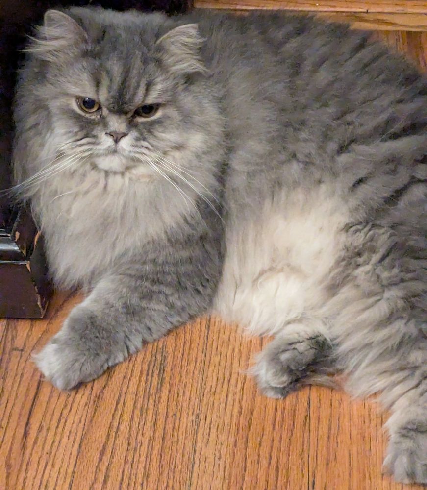 A silver grey Persian cat with a typical disinterested cat expression