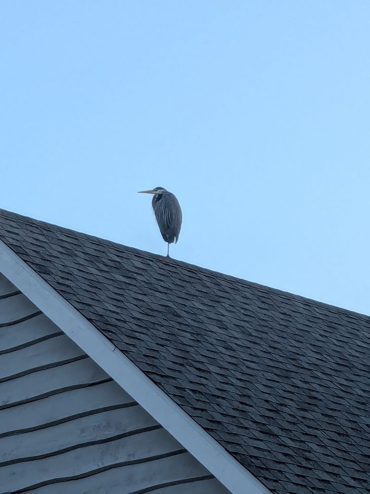 A heron sitting atop a roof, head tucked up against it's body. The morning sky is a subtle blue with no clouds. 