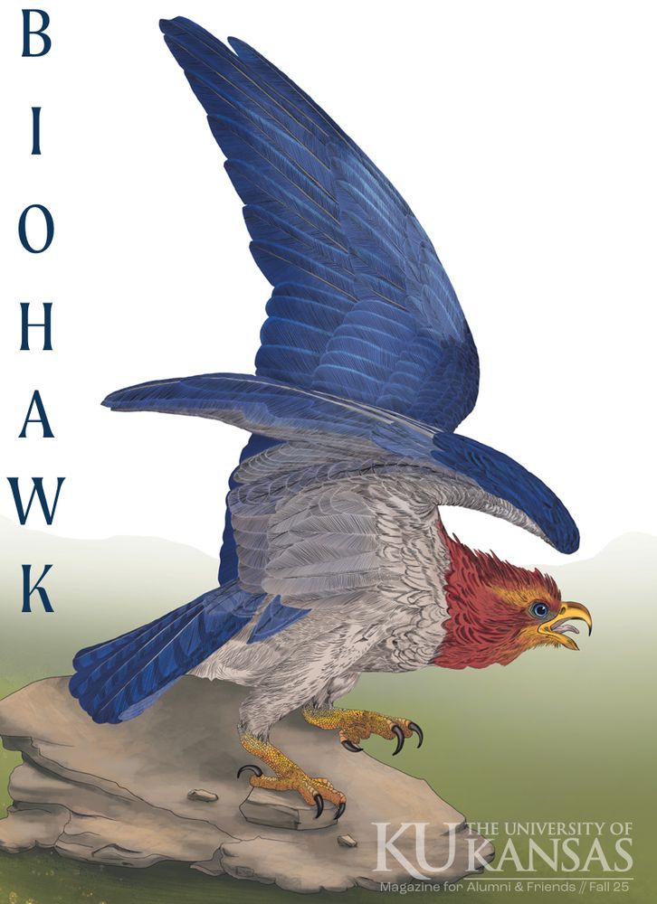 A hand drawn picture of a "jayhawk." The hawk has a red head and blue wings with gray feathers on its body. It is in a pose like it has just landed, wings aloft. It is standing on grey-brown rock in a green field. 