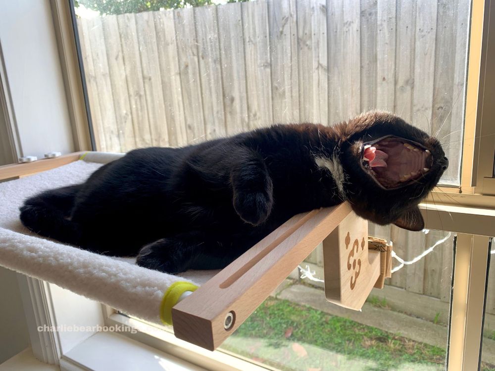 Pan, adult black domestic shorthair cat, squirming in her window hammock. x4