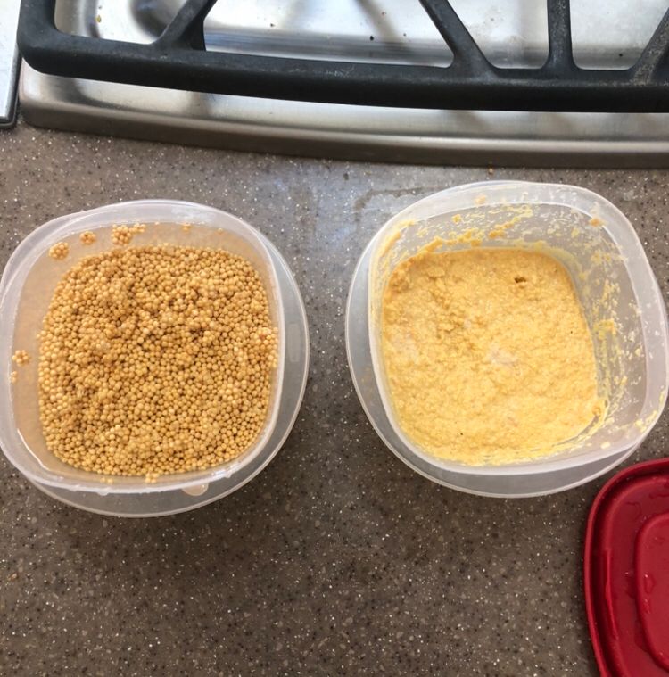 two rubbermaid tubbies. the one on the left is full of yellow mustard seeds and water. the one on the right is full of chunky but still bitter mustard. 