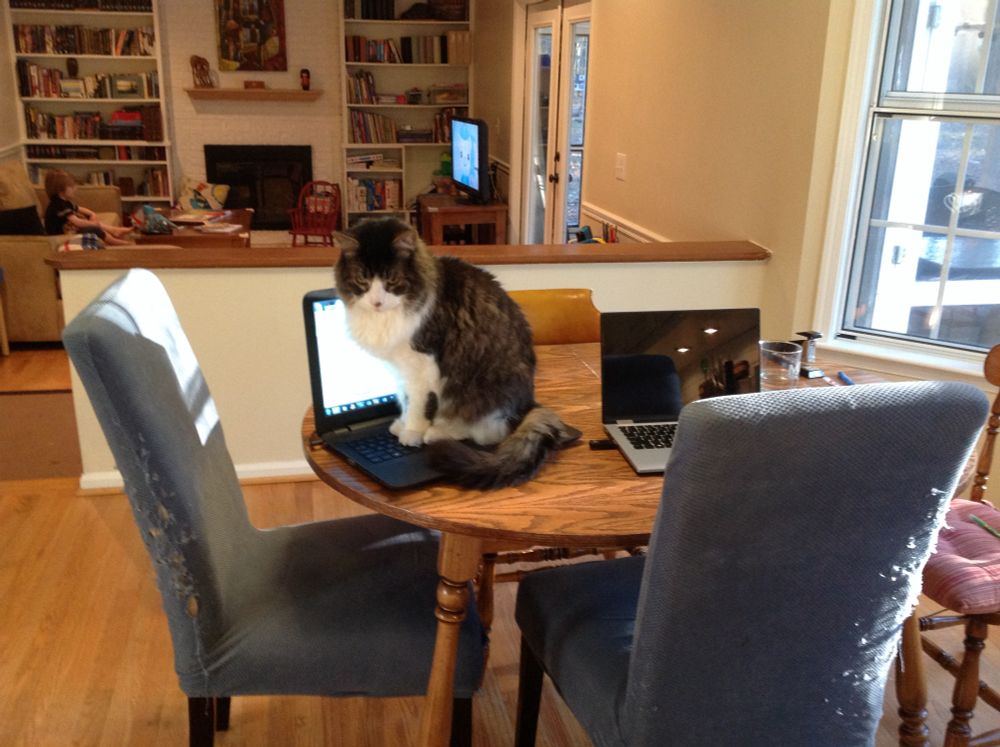My Loki as an old man, sitting on the keyboard of an open laptop. Of course.