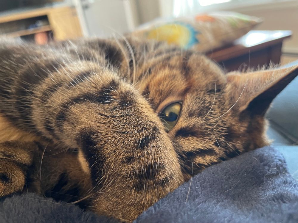 The eye of the one with the nose, a brown and black tabby looking like the softest thing to have ever existed, and also, if you try to find out by petting her, that she will probably murder you 