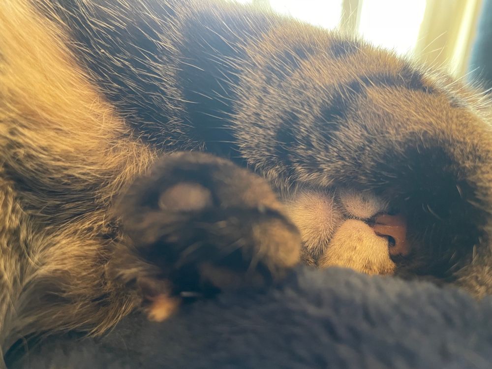 Little white and pink kitten nose peaking out under curled paw