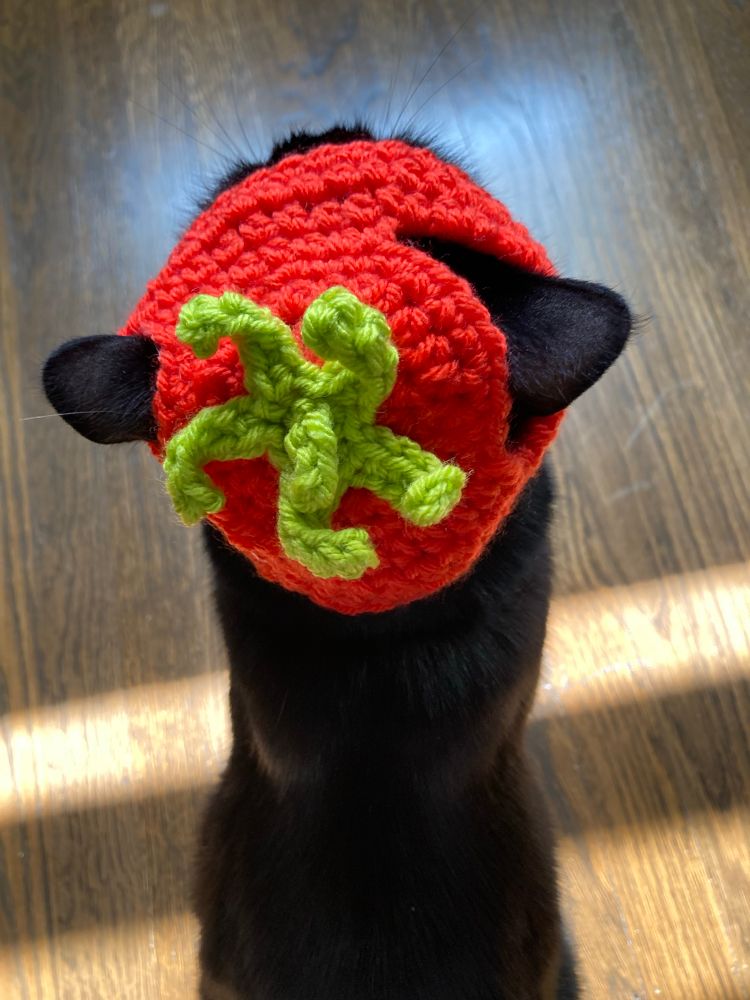 Aerial view of a red crocheted tomato hat with green stem on a black cat. Her ears poke out dedicated ear holes. It is cute. 