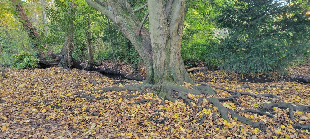 Leaves abd trees roots 