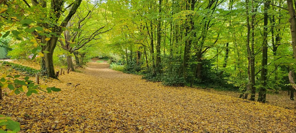 Autumn leaves on the park path
