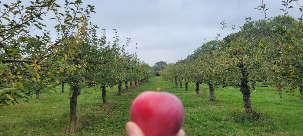 View of an orchard 