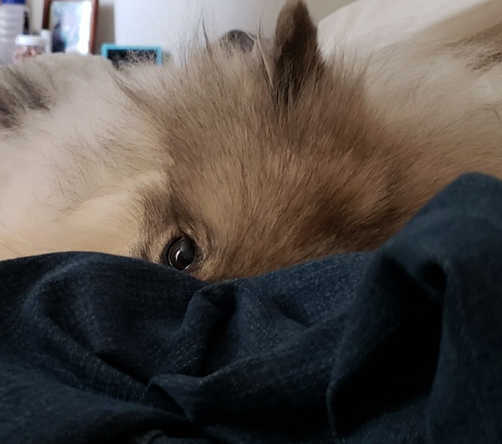 Photo of a keeahond dog face obscured  in part by some fabric, just the eye looking out.