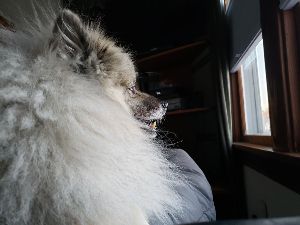 Keeshond dog in profile looking out a window.