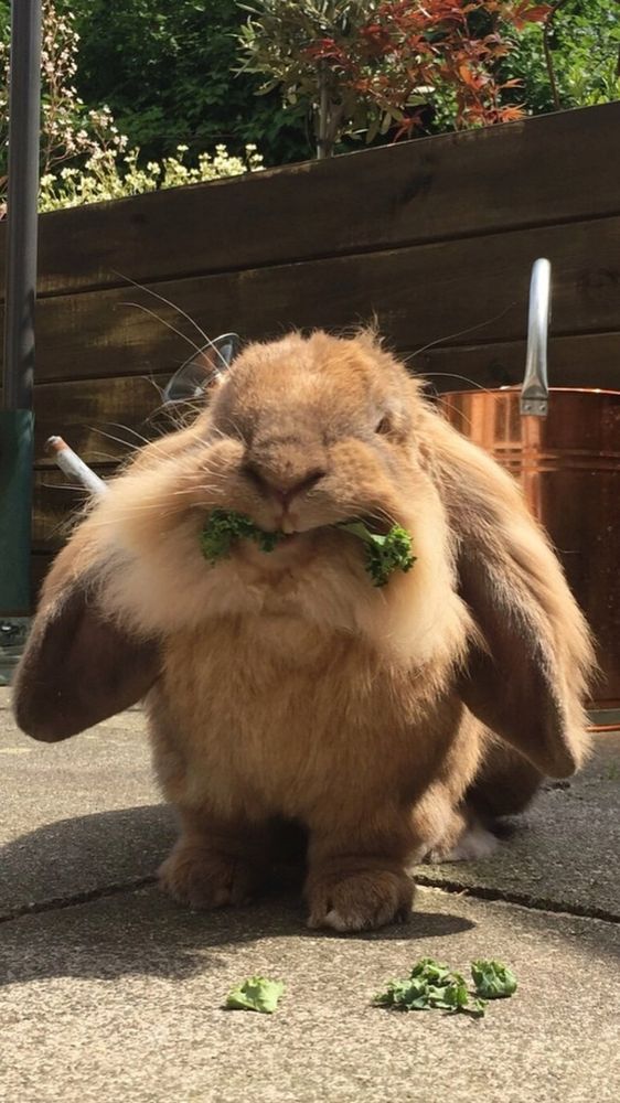 fluffy bunny munching on the finest bun delectables. so yummy. so fluffy. .