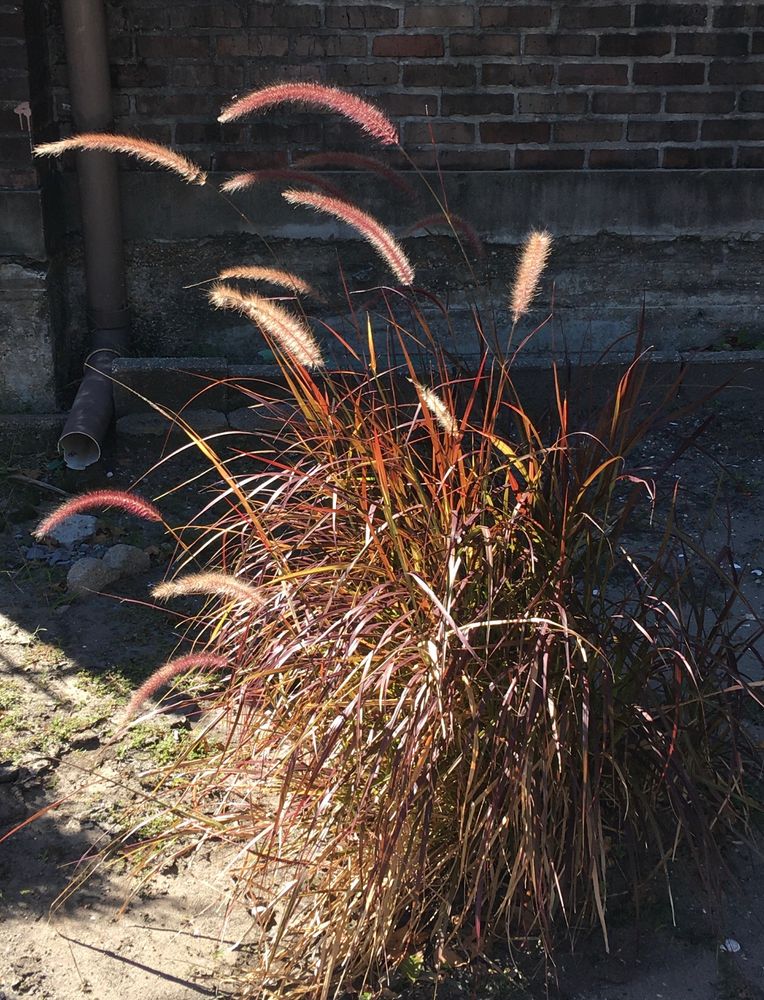 some type of seagrass, I think? the grass strands are skinny and variegated green red, and arching above, glowing in the sunlight are fuzzy looking red pink cat tails - the thing made me feel like I was at the seas side in the middle of a city