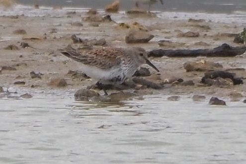 Dunlin, nearly in summer plumage?