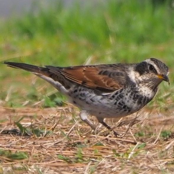 Dusky Thrush