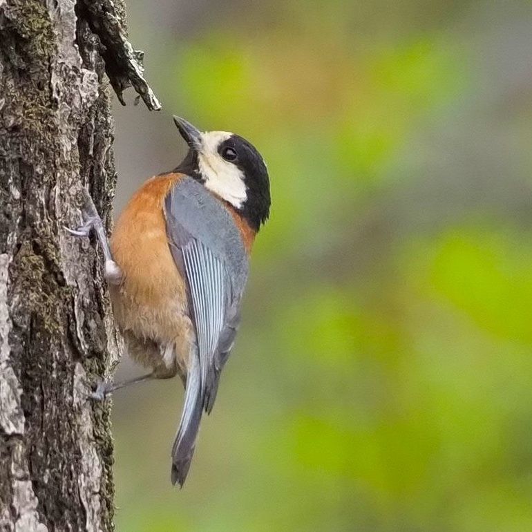 Varied Tit