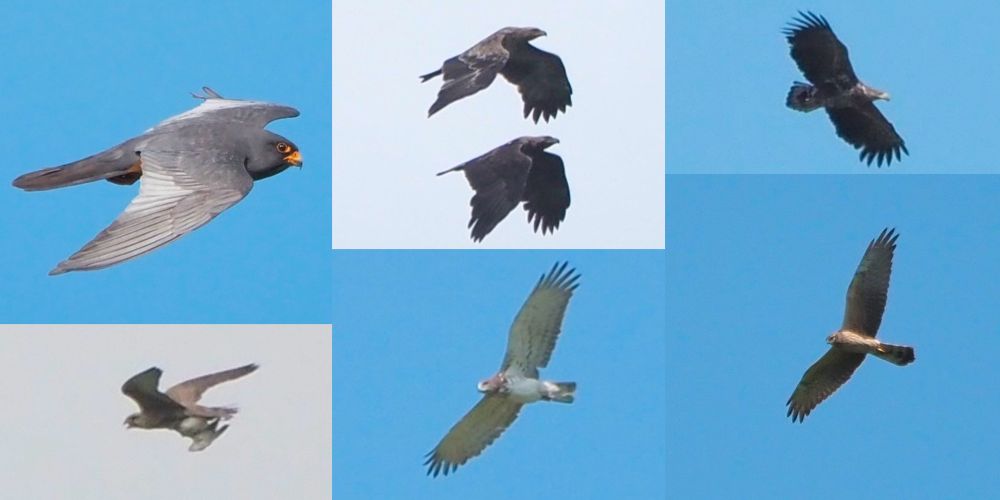 Red-footed Falcon, Saker Falcon, Imperial Eagle, Short-toed Eagle, White-tailed Eagle, Montagu's Harrier