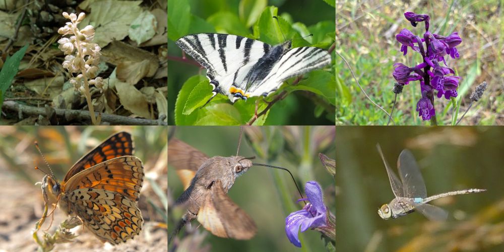 Bird's Nest Orchid, Knapweed Fritillary, Scarce Swallowtail, Eurasian Hummingbird Hawk Moth, Green-winged Orchid, Vagrant Emperor dragonfly
