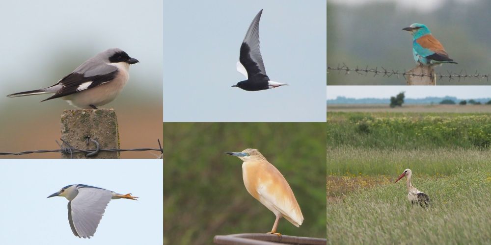Lesser Grey Shrike, Black-crowned Night Hero, White-winged Black Tern, Squacco Heron, Eurasian Roller, White Stork