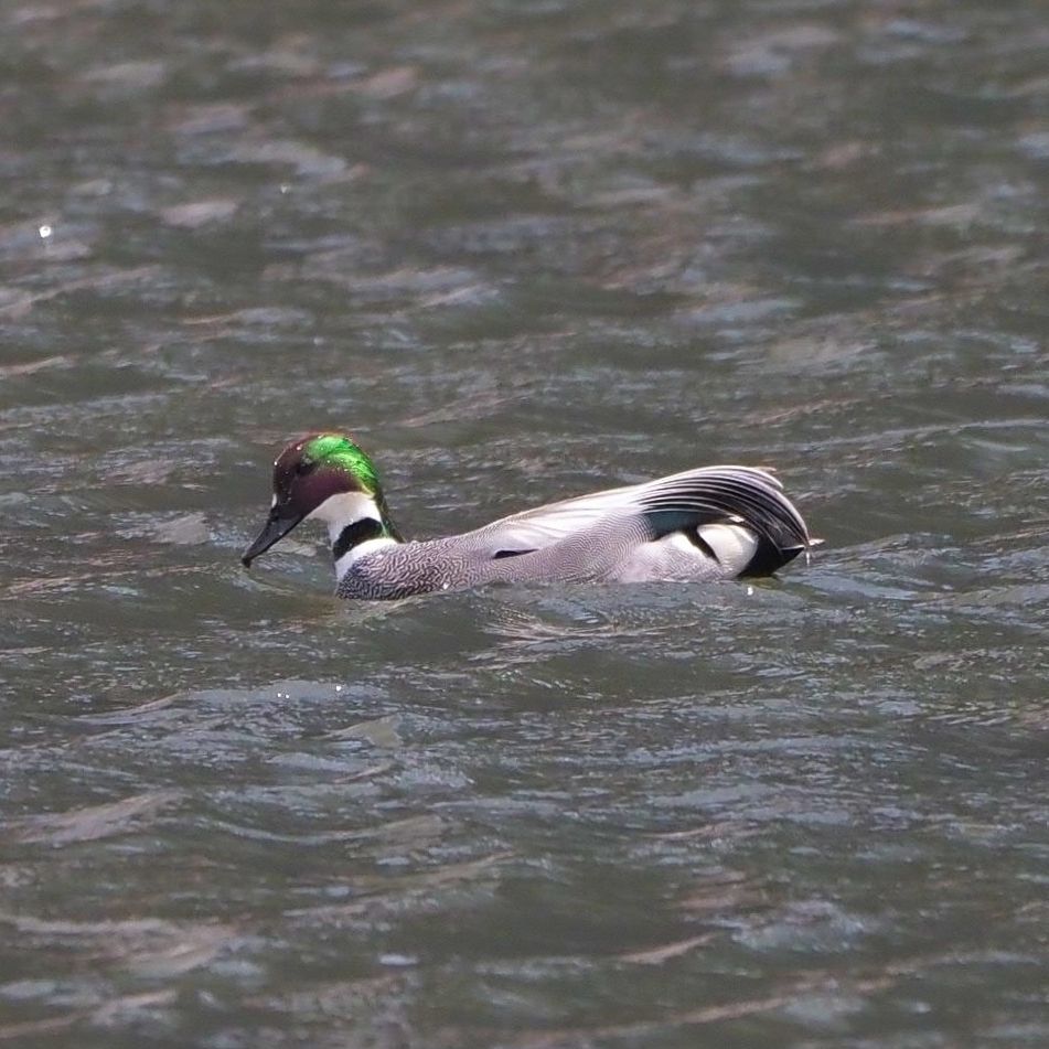 Falcated Duck