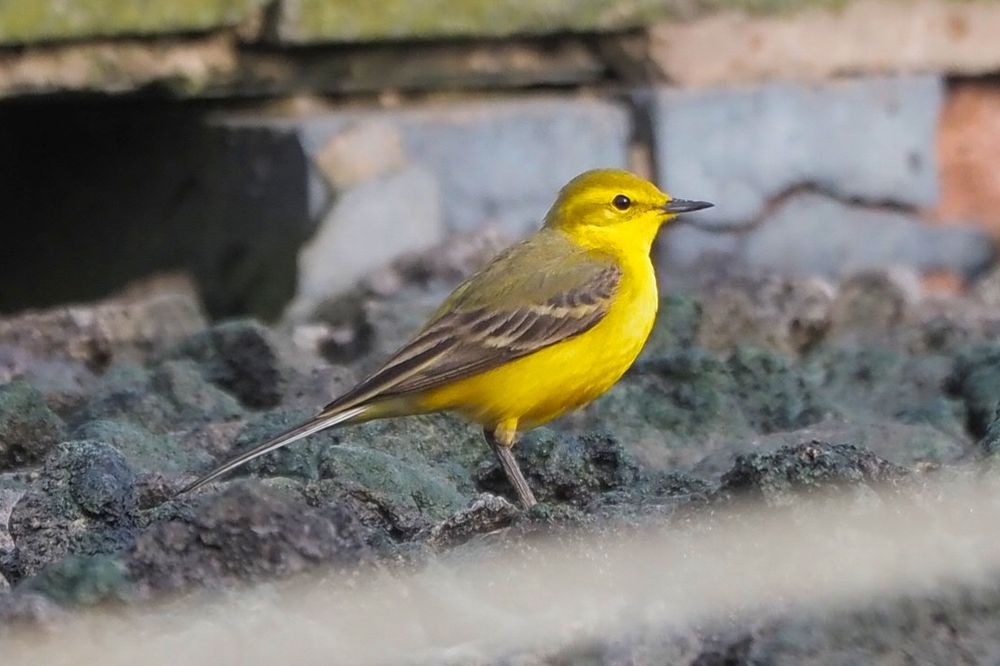 Male Yellow Wagtail AT Ravenstone STW