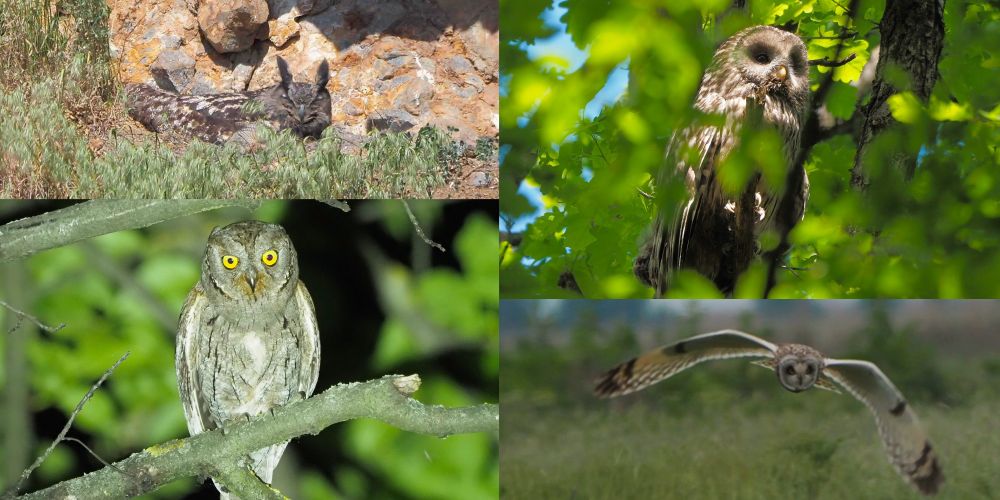 Eurasian Eagle Owl, Eurasian Scops Owl, Ural Owl, Short-eared Owl