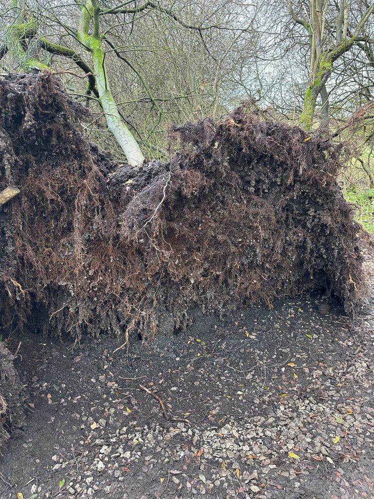 Roots of a tree toppled by a storm