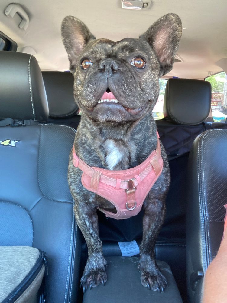 Brindle French Bulldog mix console surfing on his coral colored harness. 