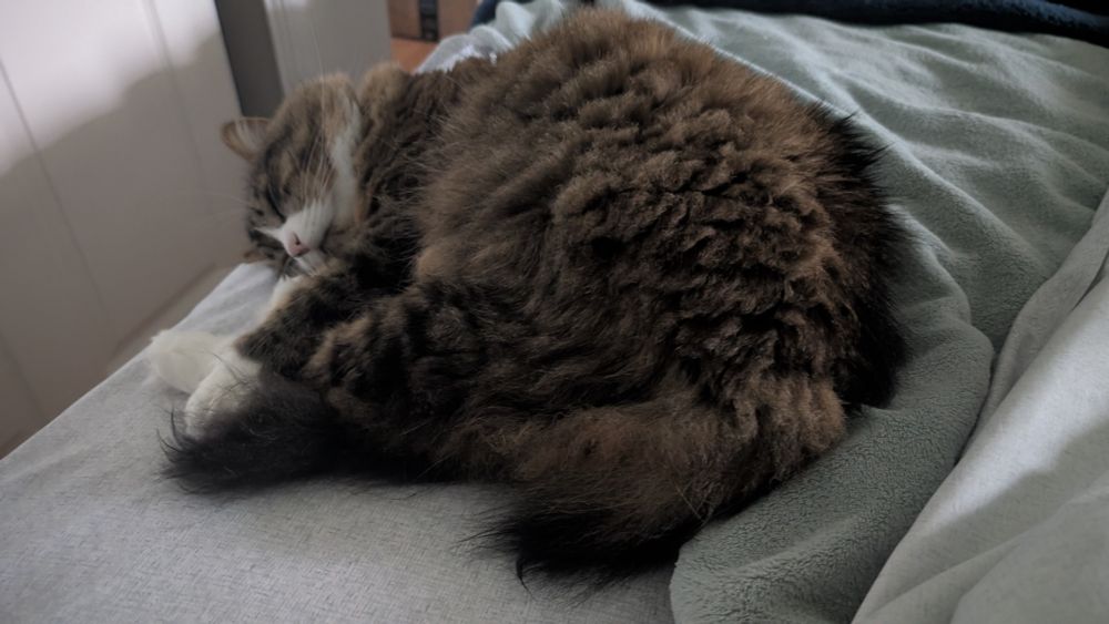 Fluffy tabby cat curled up on the bed and falling asleep.