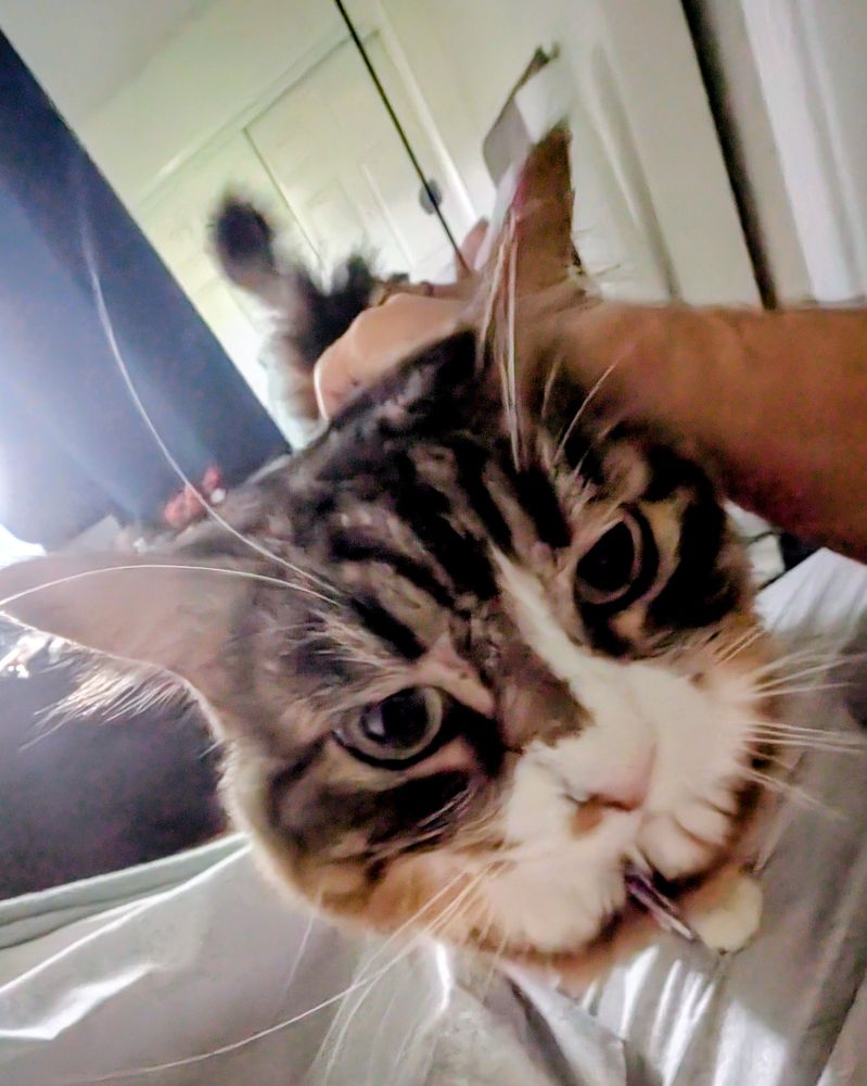 Close up of tabby cat, standing on the edge of the bed and getting petted, while looking toward the camera.