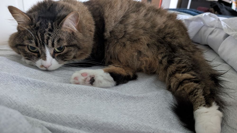 Fluffy tabby cat halfway curled on the bed, awake and eyes looking down, more grumpy than relaxed.
