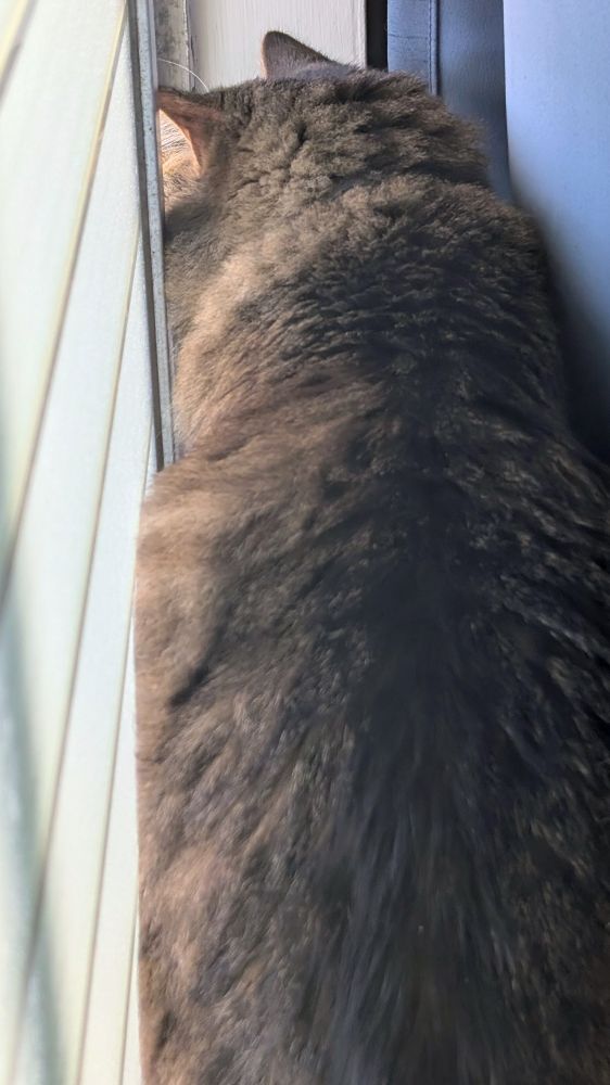 Fluffy tabby cat, back to the camera, perched on the window sill, between the curtains and the sliding glass, looking out the open part of the window.