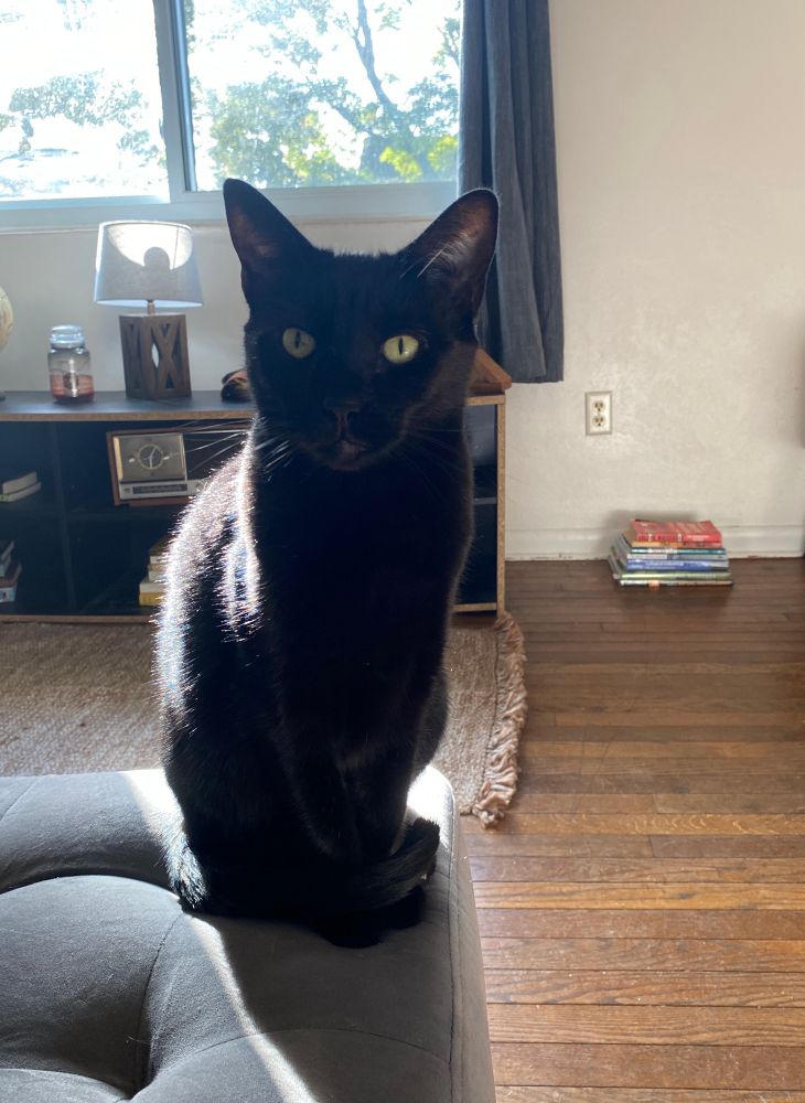 Black cat sitting on a sofa 
