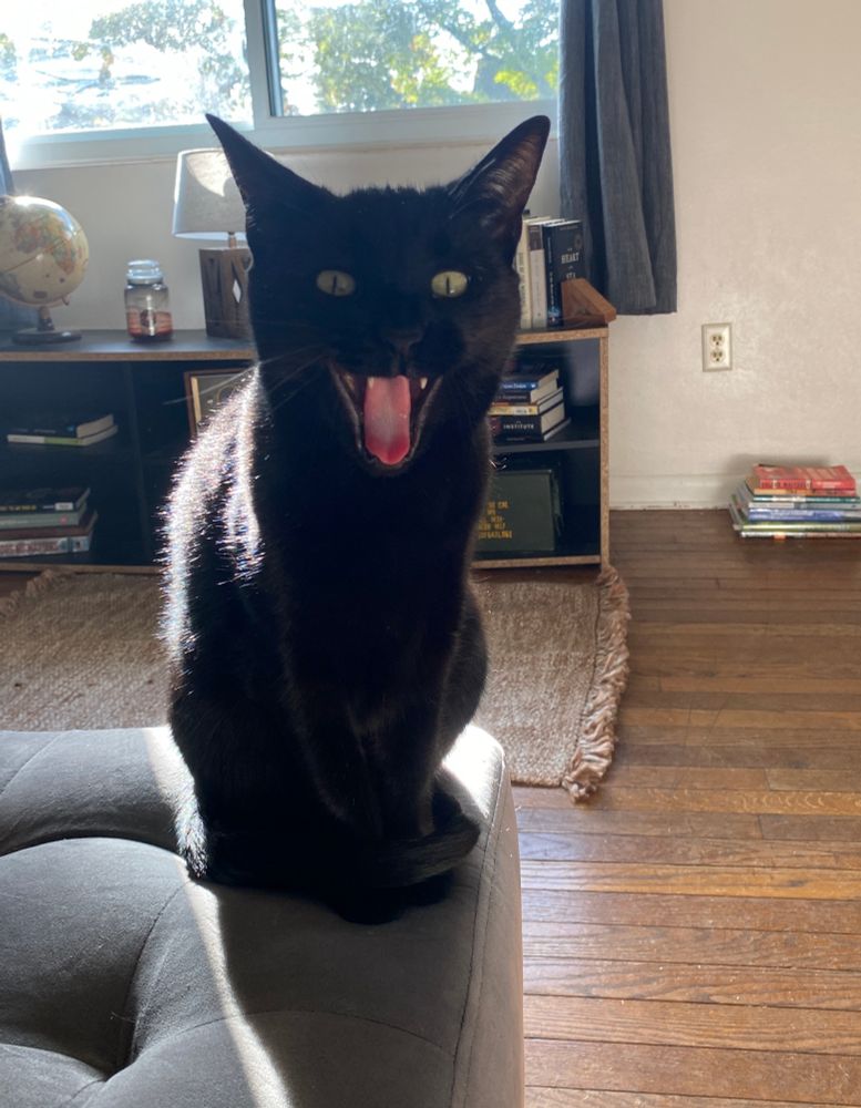 Black cat mid big yawn 
