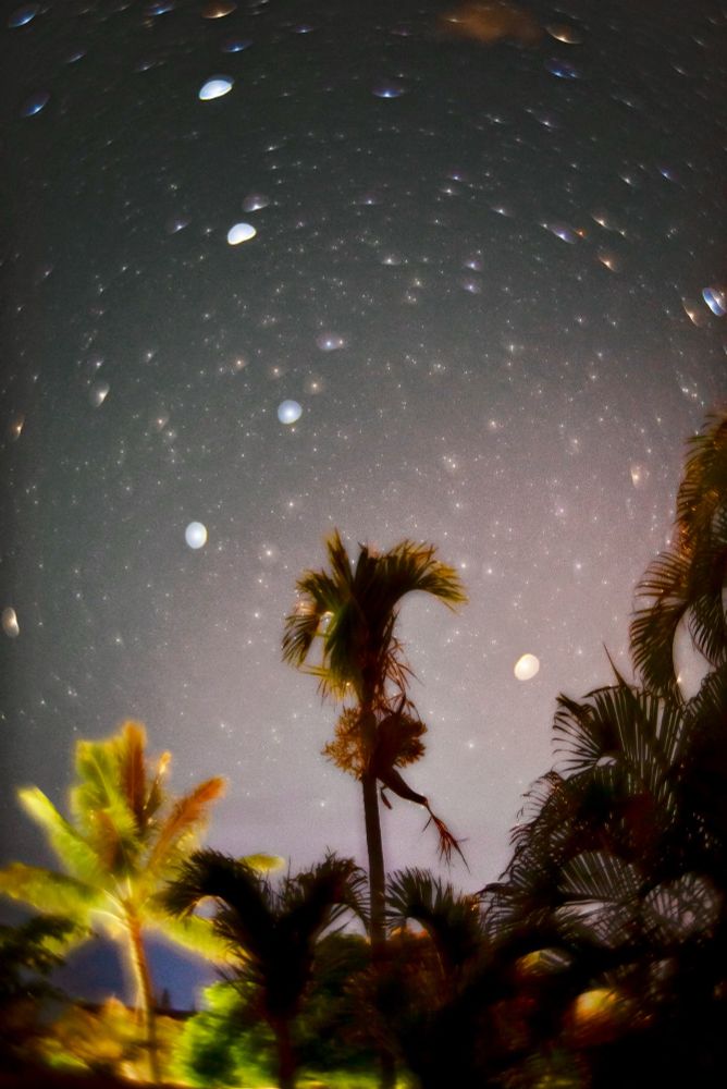 The silhouette of a palm tree set against a night sky glowing with stars. The sky and surrounding trees are distorted with a soft radial lens blur creating a dramatic warping of the entire image.
