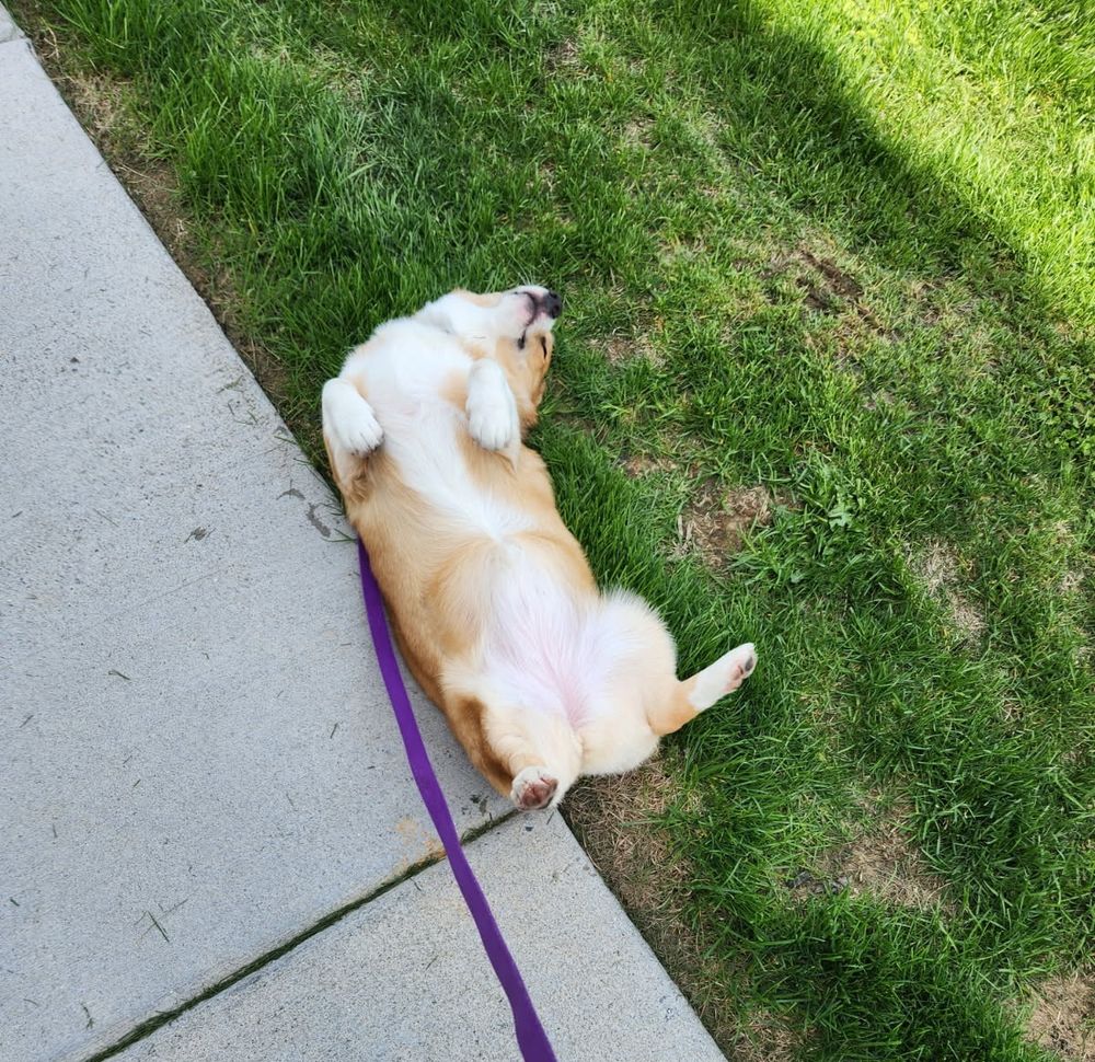 Loaf of bread on grass