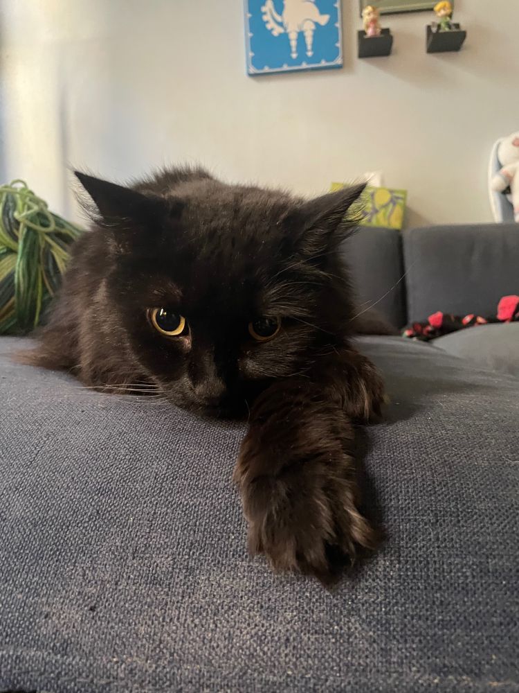 A fluffy black cat sitting on a sofa. She has one leg sticking out and the other curled around her body, and her chin is resting on the curled up leg. Her eyes are very big as she stares intently at something off camera. 