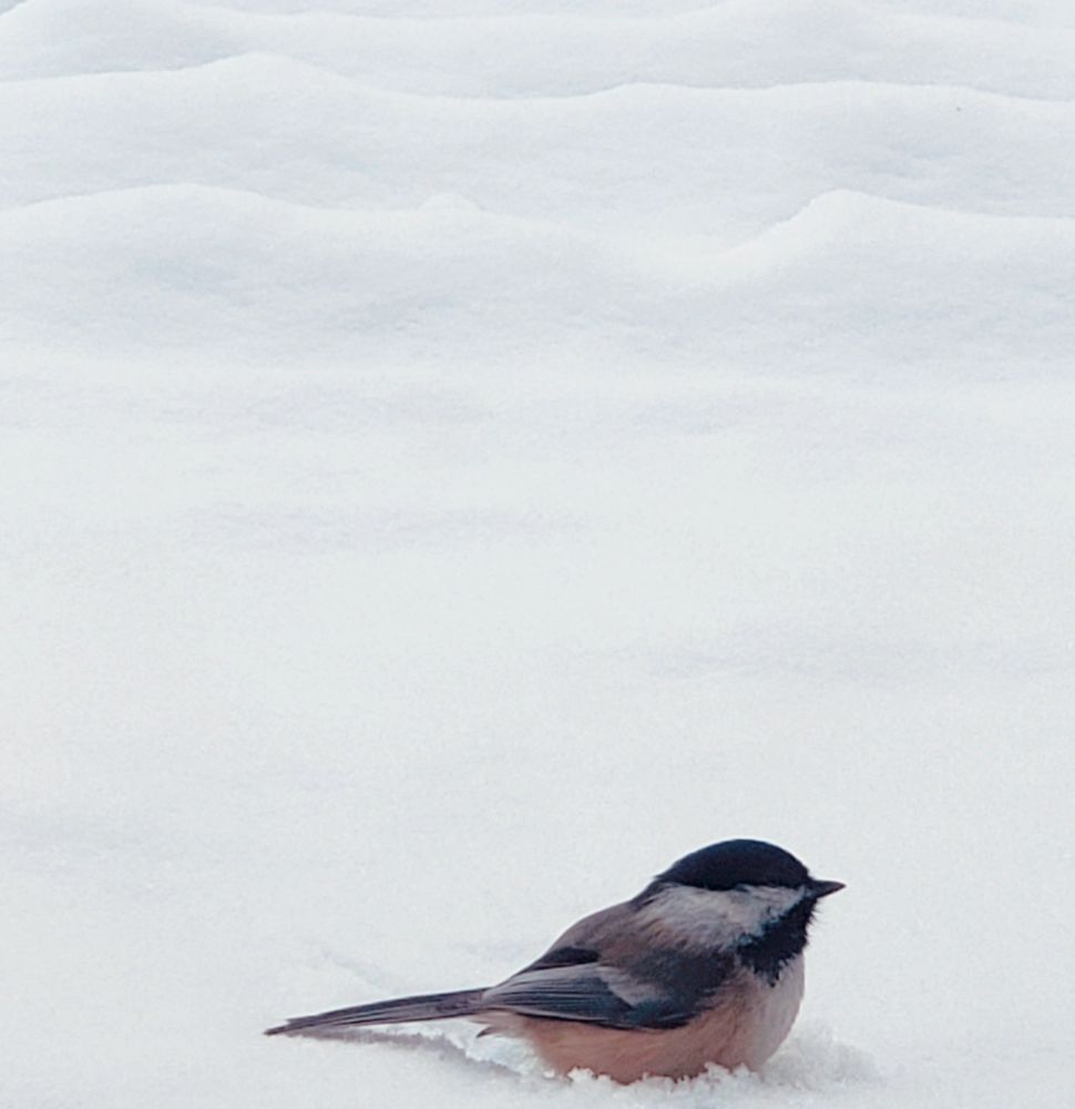 Oiseau sur une butte de neige