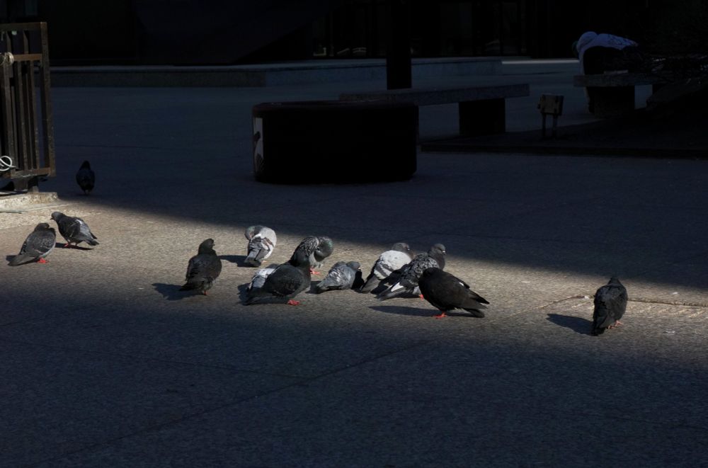Photo of pigeons sunbathing in a narrow shaft of light that is crossing an otherwise dark, granite plaza.