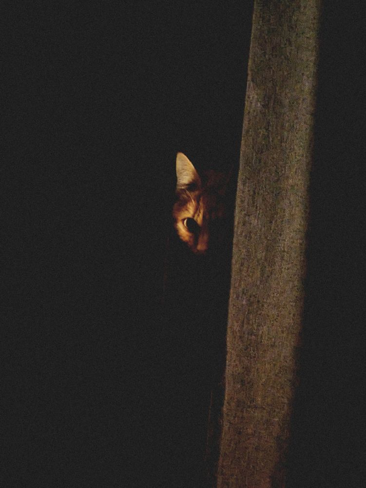 Katze guckt durch Vorhang 