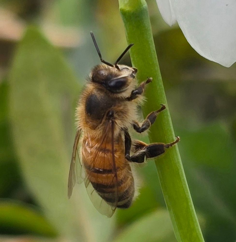 Close up photo of a bee hanging onto the green stem of a Snow Drop flower 