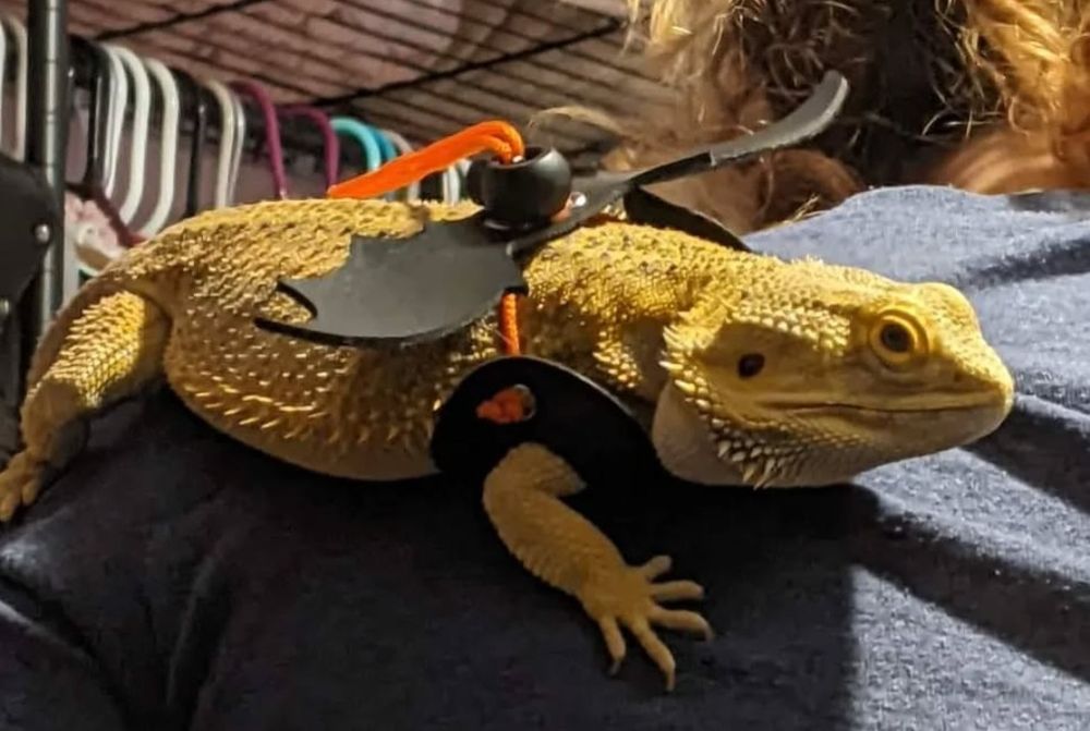 Bearded dragon named Apollo wearing a dragon wing harness.