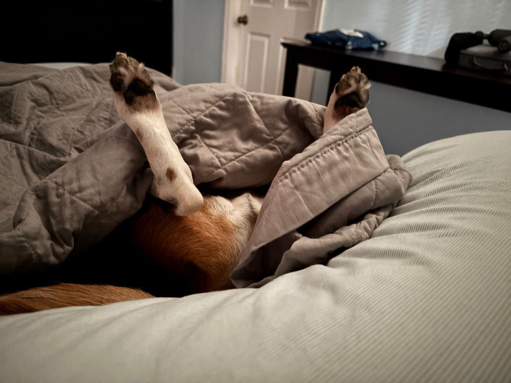 Enzo the beagle’s feet sticking out from under the covers. He’s on his back like a dead bug. 