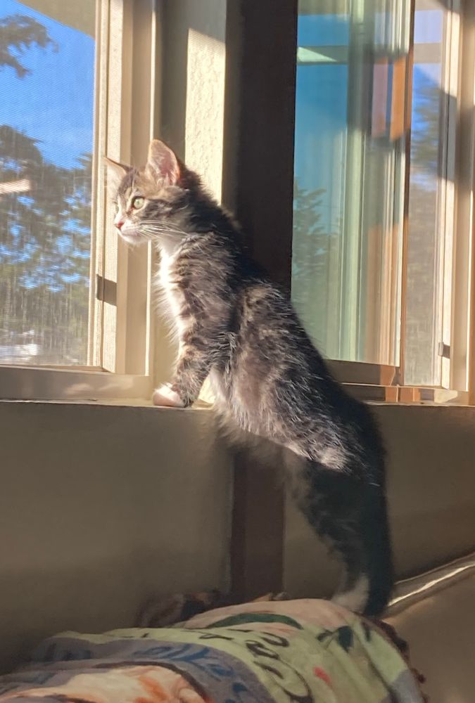 A long haired grey tabby kitten with white face, paws and chest, stands up on his hind legs on the back of a sofa, the better to see out of the window, which is open to the warm day