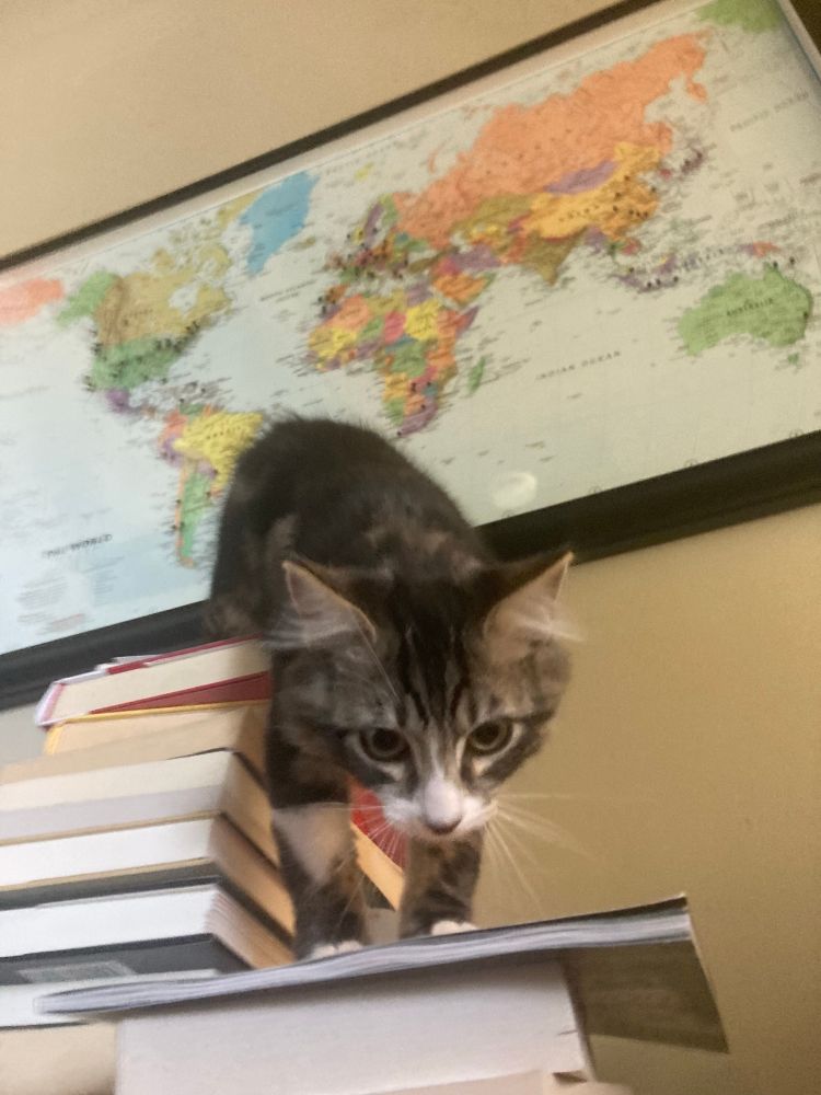 a grey tabby kitten on a stack of books under a framed map of the world 