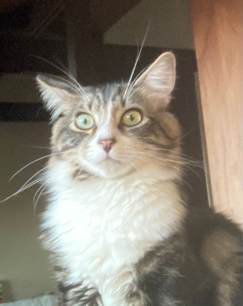 a gray brown tabby cat with a plethora of white neck furs, white face, green eyes, a two tone nose, and extremely long white whiskers 