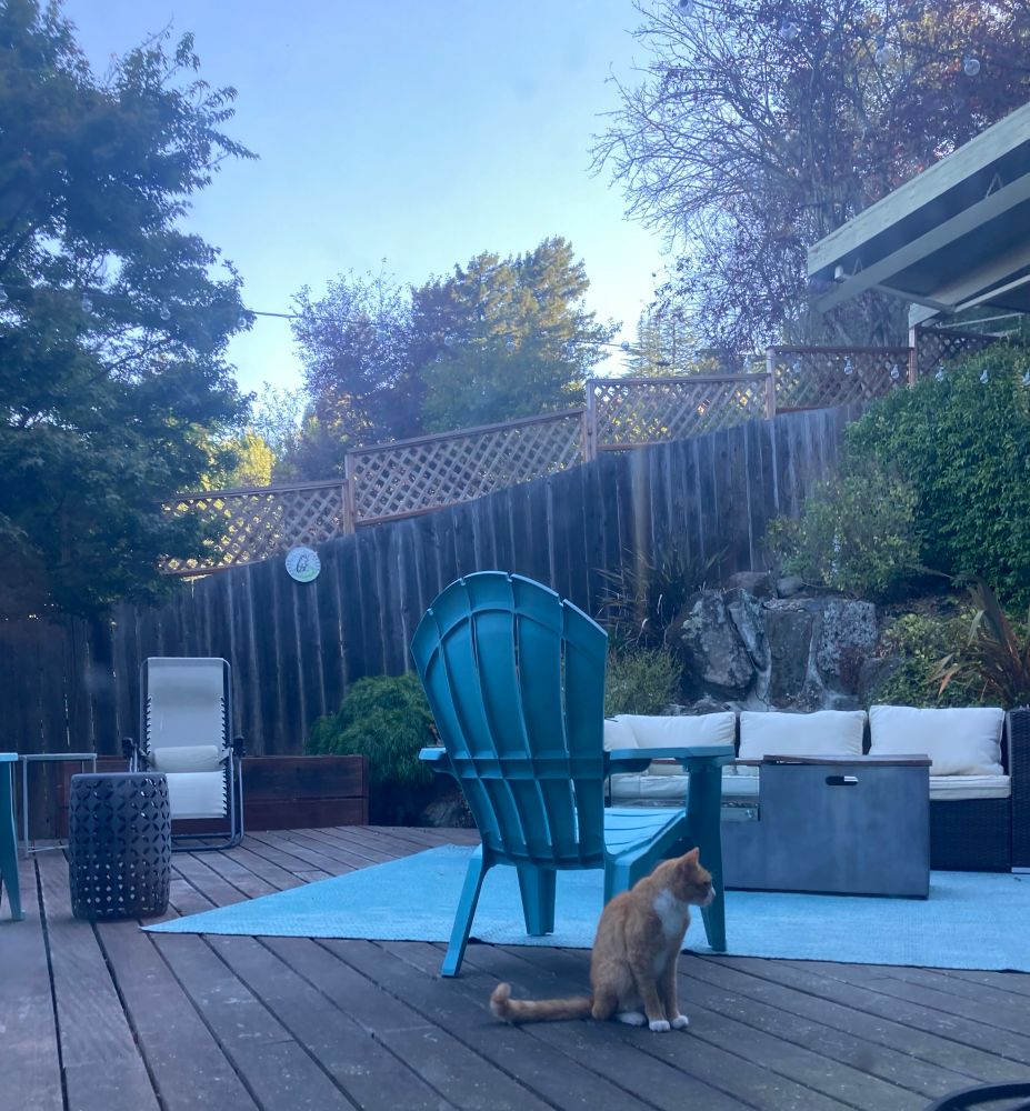 an orange and white cat surveys his fenced garden, sitting on a deck by a blue plastic patio chair. 