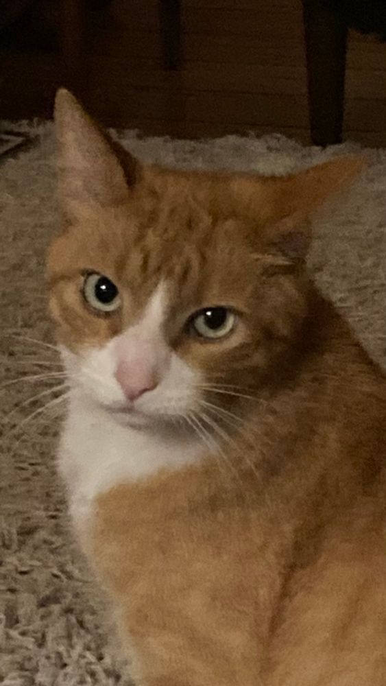 a bust post of an orange cat with a white face and chest, green eyes and a pink nose, turning his face to the camera with a look that says “Monday, you Bastard!”