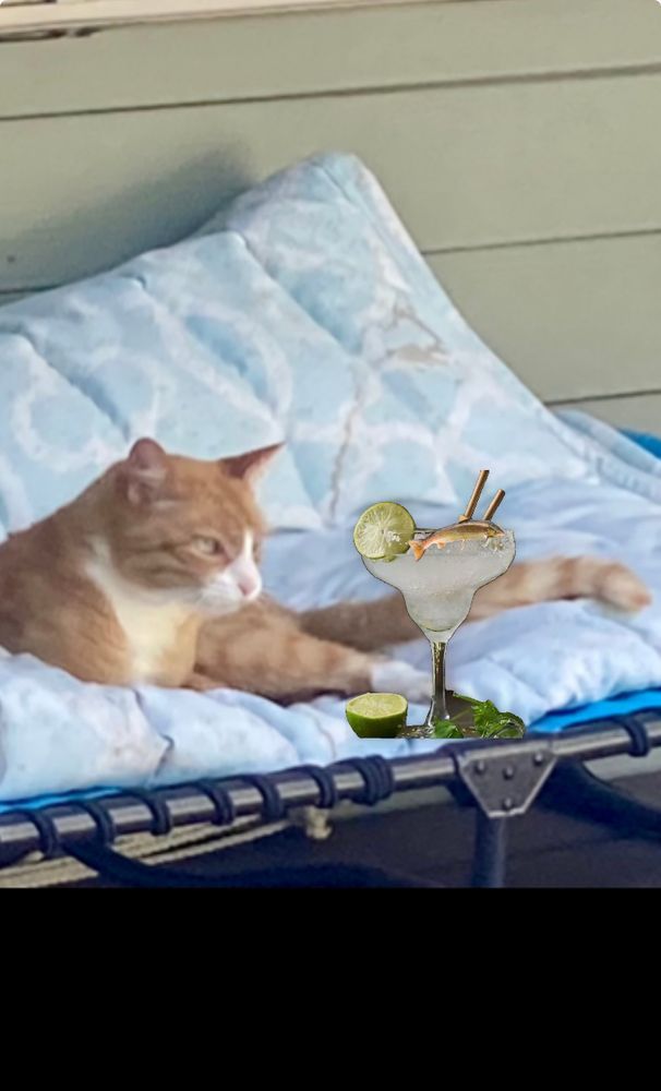 an orange and white cat lying on a blue lounge chair on top of a slightly dirty but very comfy folded quilted hammock, with a salmon margarita and some lime